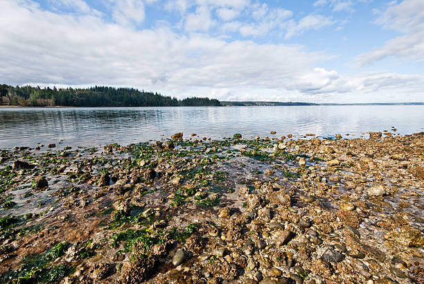 Gravel Beach on Puget Sound The landscapes and seascapes of Puget Sound are a constant source of inspiration for photographers. This picture of a tranquil Carr Inlet reflecting the clouds and blue sky was photographed from Penrose Point State Park near Lakebay, Washington State, USA. jeff goulden puget sound stock pictures, royalty-free photos & images