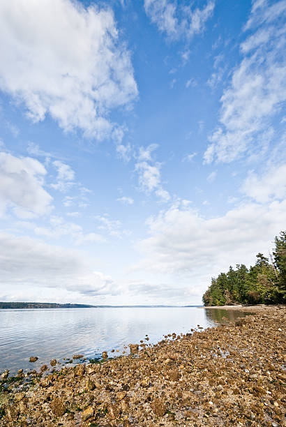 Gravel Beach on Puget Sound The landscapes and seascapes of Puget Sound are a constant source of inspiration for photographers. This picture of a tranquil Carr Inlet reflecting the clouds and blue sky was photographed from Penrose Point State Park near Lakebay, Washington State, USA. jeff goulden puget sound stock pictures, royalty-free photos & images