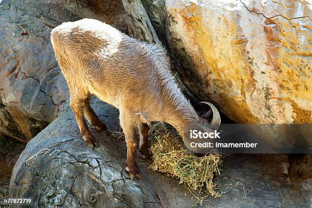 Cabra Montés Americana Feeding On The Rocks Foto de stock y más banco de imágenes de Aire libre - Aire libre, Alimentar, Animal