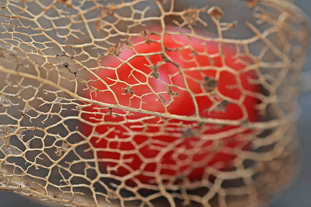 Cape gooseberry, Physalis peruviana