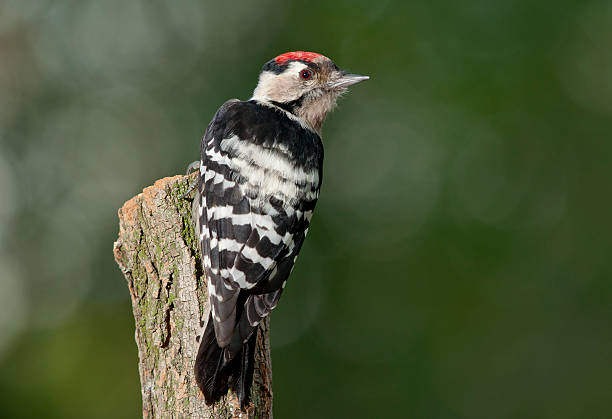 lesser spotted woodpecker (Dryobates minor)  lesser spotted woodpecker (Dryobates minor) on a tree lesser spotted woodpecker stock pictures, royalty-free photos & images