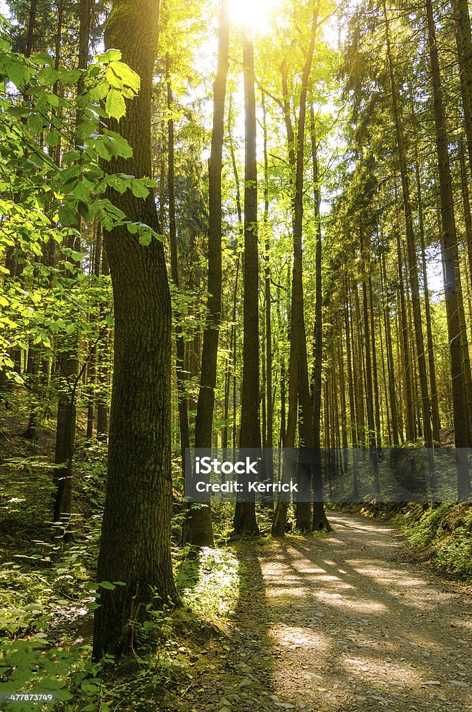 Fahrt in Laubwaldes - Lizenzfrei Ast - Pflanzenbestandteil Stock-Foto