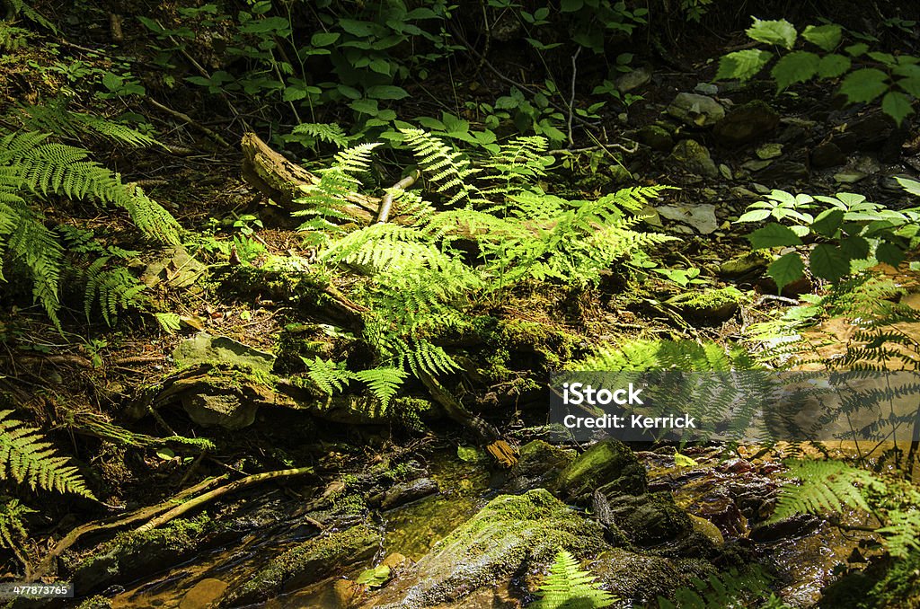Fern in dunklen Wald mit Frühling - Lizenzfrei Baum Stock-Foto