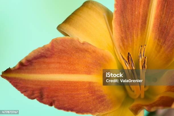 Часть Оранжевый И Желтый Daylily В Зеленой Зоне — стоковые фотографии и другие картинки Без людей - Без людей, В помещении, Выборочная фокусировка