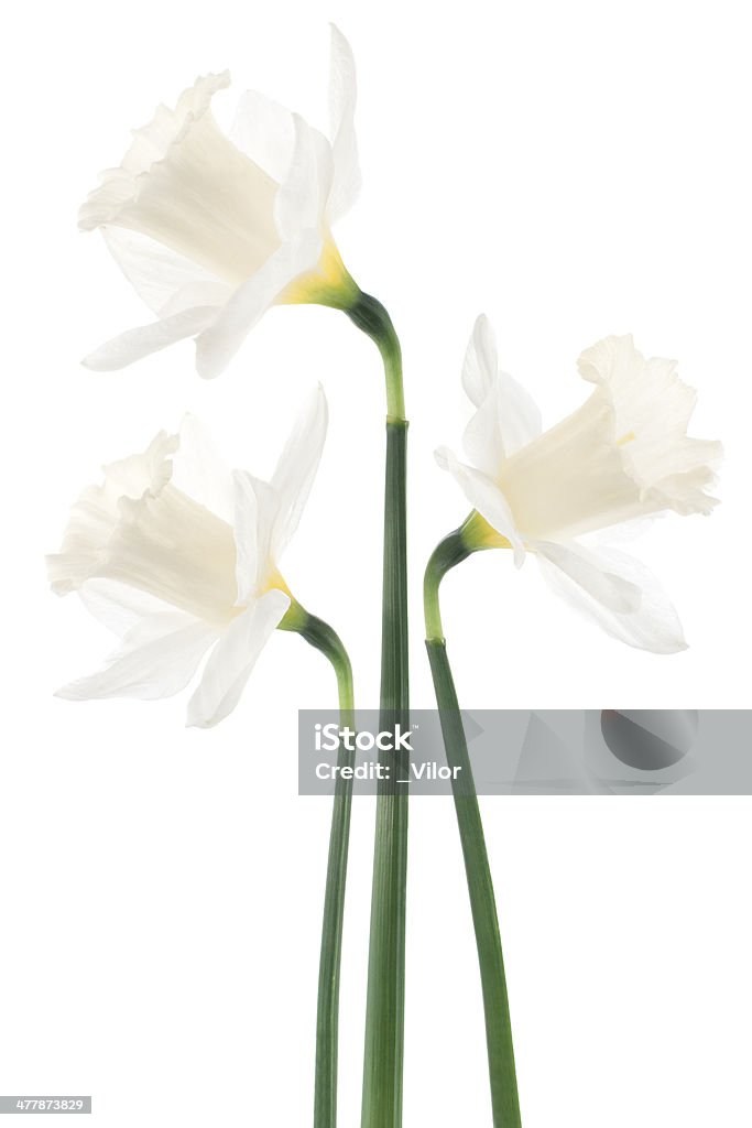 Narciso - Foto stock royalty-free di Bellezza