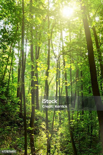 Sonnenlicht In Laubwaldes Stockfoto und mehr Bilder von Baum - Baum, Blatt - Pflanzenbestandteile, Deutschland