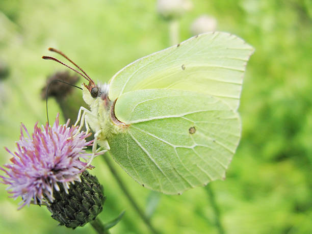 istock bright yellow butterfly insect on the flower 477874039
