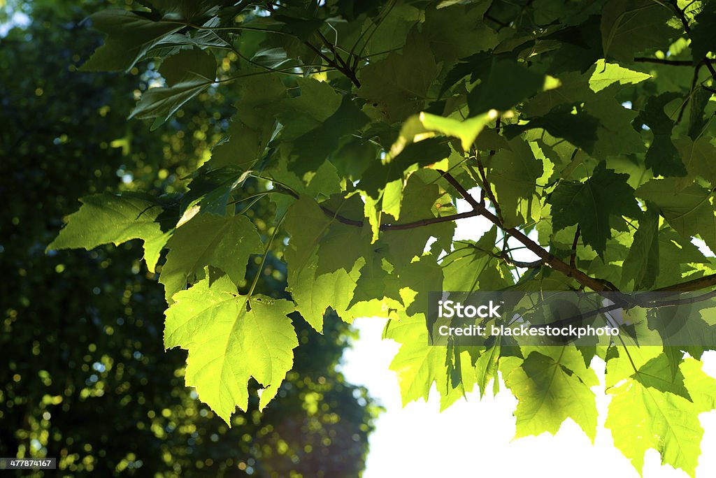 Retroiluminado verde brillante hojas en la luz del sol - Foto de stock de Agricultura libre de derechos