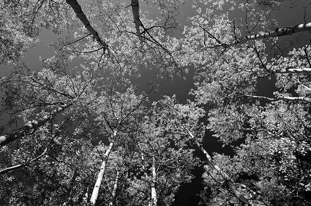 Looking up at black and white aspen trees stock photo