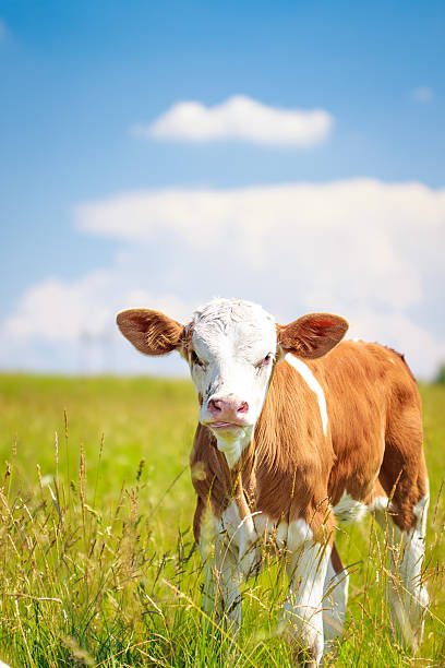 istock cute baby cow on pasture with blue sky 477875906