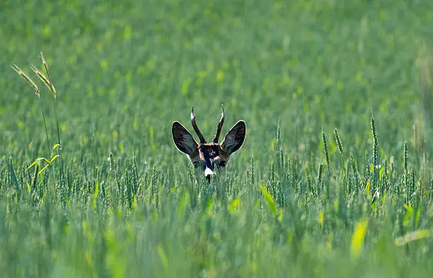 deer on the wheat field looks at me