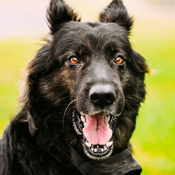 perro pastor alemán primer plano - german sheppard fotografías e imágenes de stock