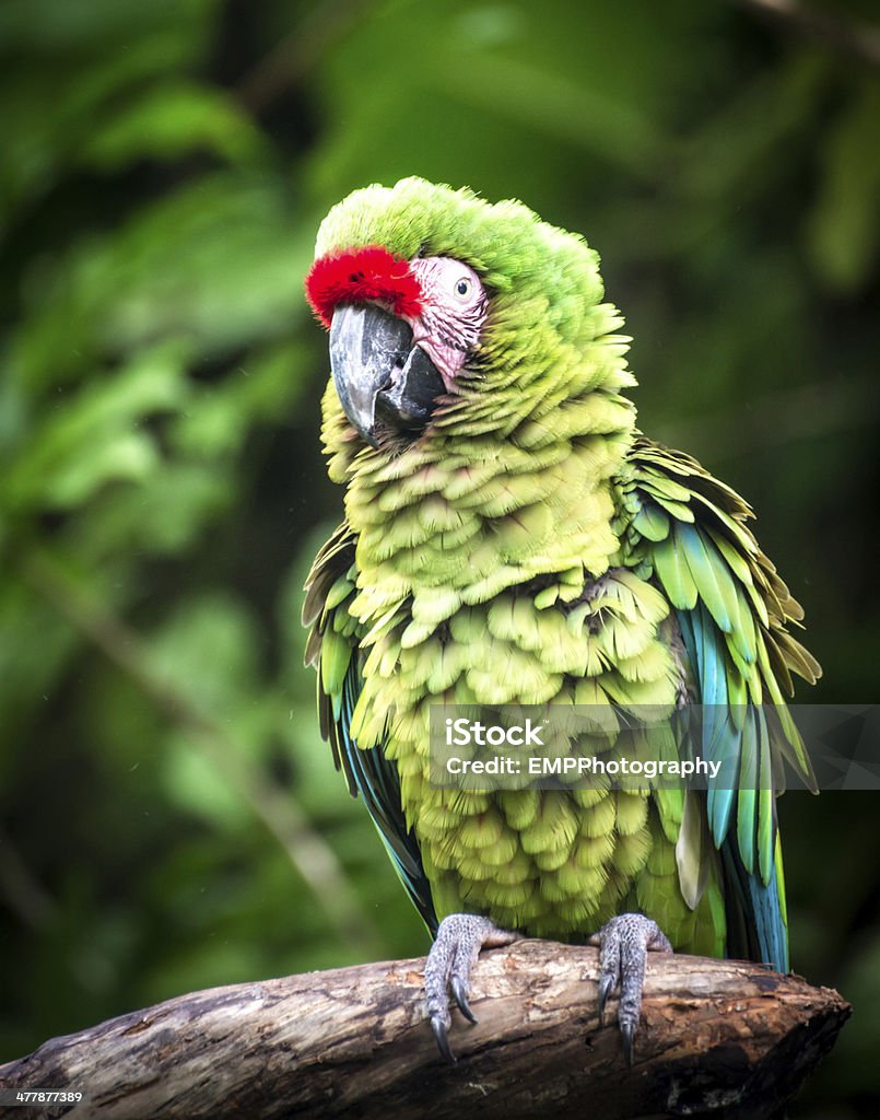 Parrot com penas franzida - Foto de stock de Animal royalty-free