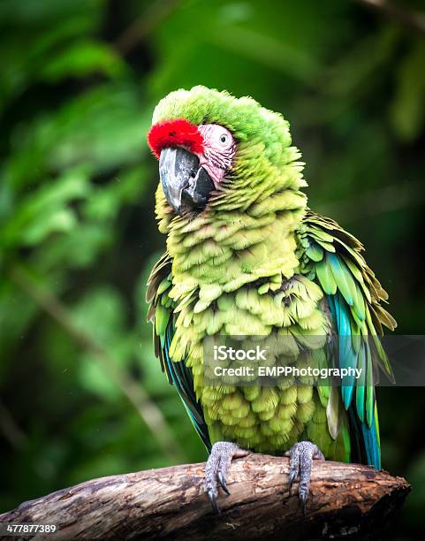 Foto de Parrot Com Penas Franzida e mais fotos de stock de Animal - Animal, Arara, Bico