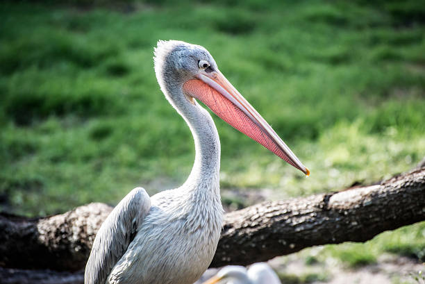 istock Profile of a Pink Back Pelican 477877483