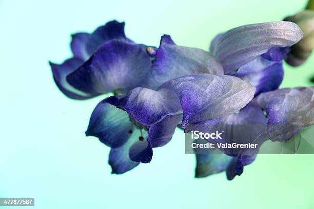 몽크 두건 아이리스입니다 클러스터여야 On 청색녹색 0명에 대한 스톡 사진 및 기타 이미지 - 0명, 꽃 한송이, 꽃-꽃의 구조