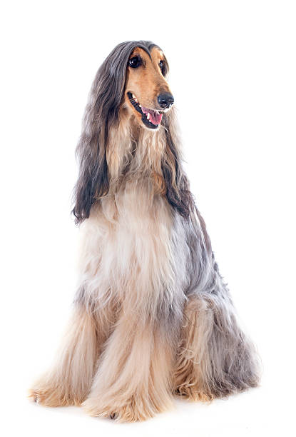 afghan dog afghan hound in front of white background afghan hound stock pictures, royalty-free photos & images