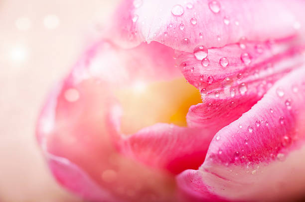 istock Beautiful pink tulips with copyspace 477878095