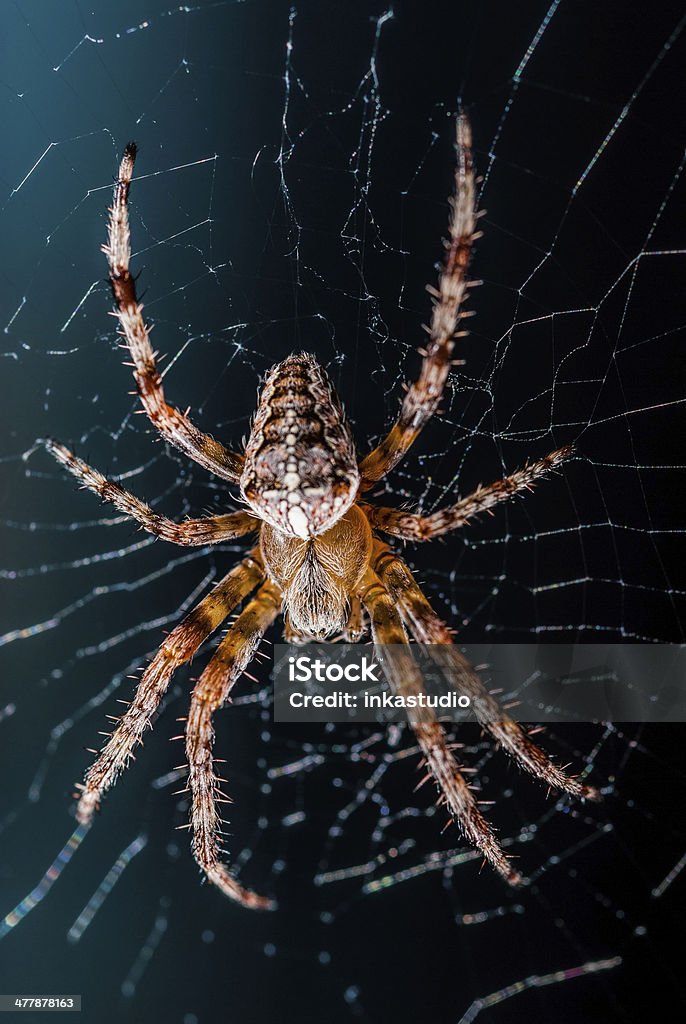 Duże spider w Internecie - Zbiór zdjęć royalty-free (Bliskie zbliżenie)