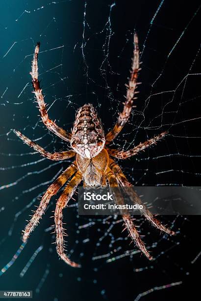 Duże Spider W Internecie - zdjęcia stockowe i więcej obrazów Bliskie zbliżenie - Bliskie zbliżenie, Brzuch, Brzuch zwierzęcia