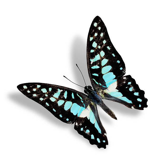 istock Beautiful Flying Common Jay Butterfly in natural color profile i 477879089