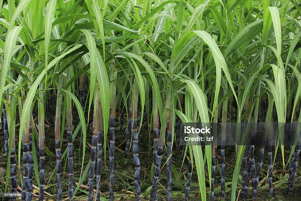 Zuckerrohr Pflanzen - Lizenzfrei Agrarbetrieb Stock-Foto