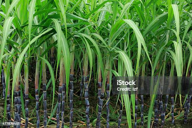 Zuckerrohr Pflanzen Stockfoto und mehr Bilder von Agrarbetrieb - Agrarbetrieb, Baum, Blatt - Pflanzenbestandteile