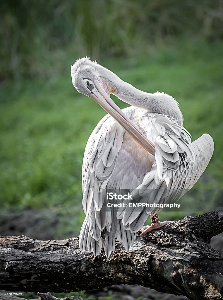 Pelican Se lisser les plumes - Photo de Animal vertébré libre de droits