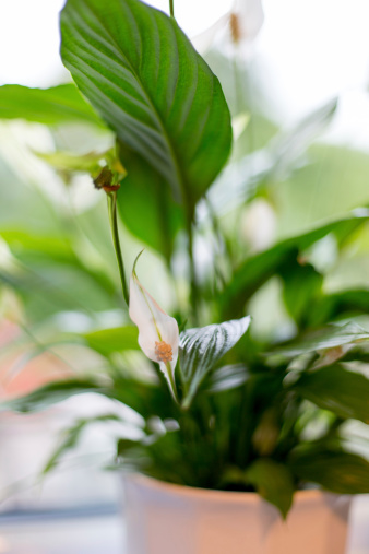 Close-up of a Peace Lily flower