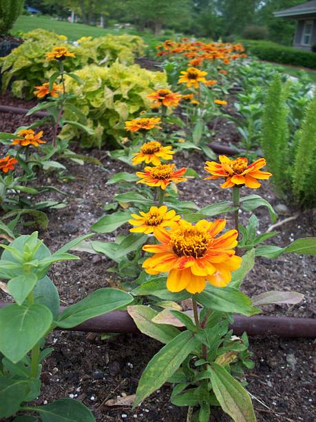 istock Flower With Orange Petals and Red Stripe Down The Middle 477879744