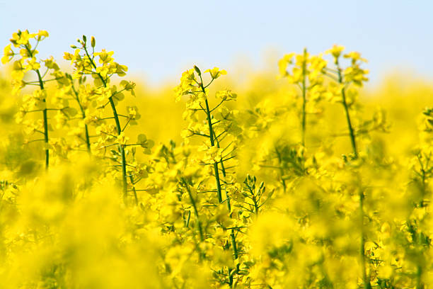 amarillo canola field luz y el cielo azul - flower single flower defocused growth fotografías e imágenes de stock
