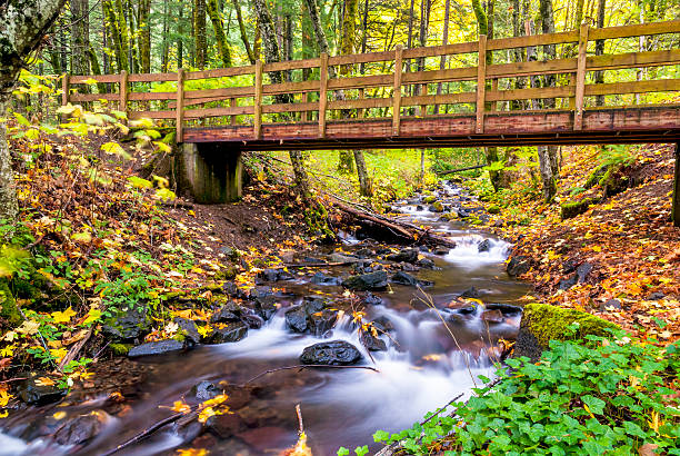 istock Foot bridge leads through a rain forest in Oregon 477880119