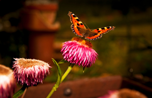 Beautiful Butterfly on a bloom.