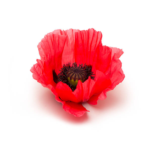istock Red poppy flower isolated 477880626