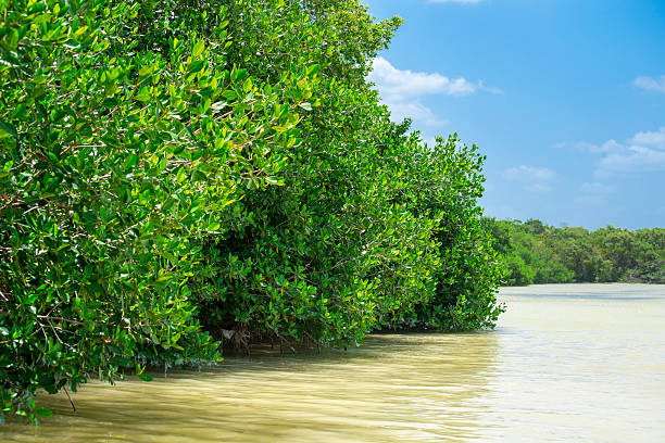 Mangrove forest stock photo