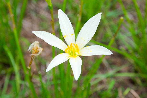 istock Rain lily garden fading into the background 477880815