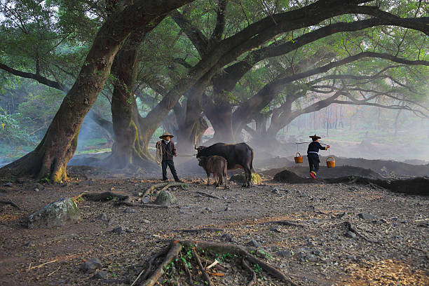 In the morning under the banyan tree, Asian farmers and cattle are arable land.