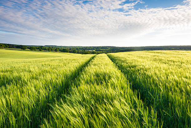 istock Green Crop Field at Sunset, England, UK 477880954