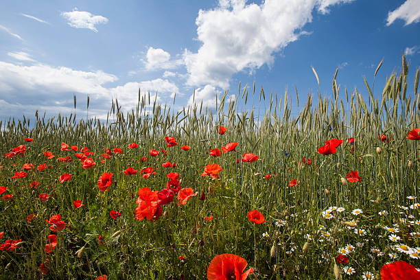 istock red flowers in wheat filed on sunny spring day, 477881530