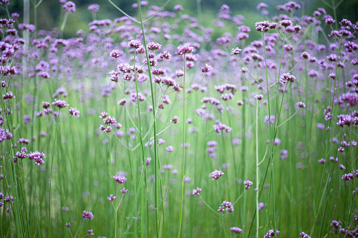 verbena flower background