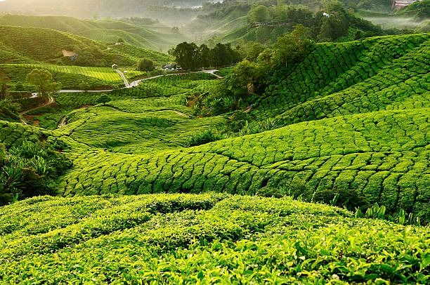istock View of Tea Plantation During Morning. Selective Focus 477881746
