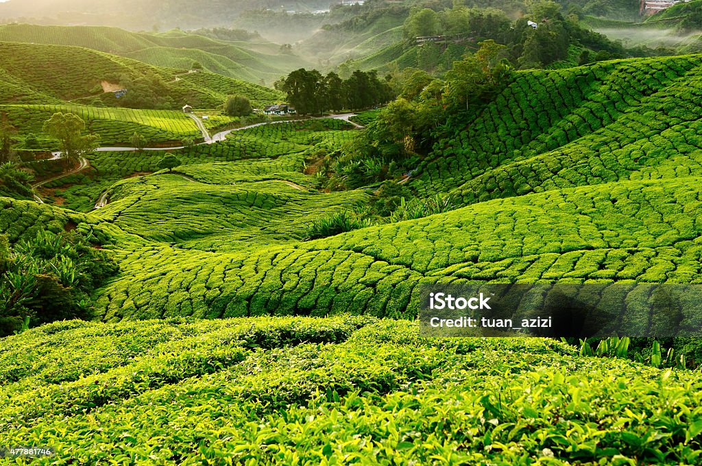 View of Tea Plantation During Morning. Selective Focus Image Show View of Tea Plantation During Morning. This image were taken at Boh Tea Plantation, Cameron Highlands,Malaysia 2015 Stock Photo