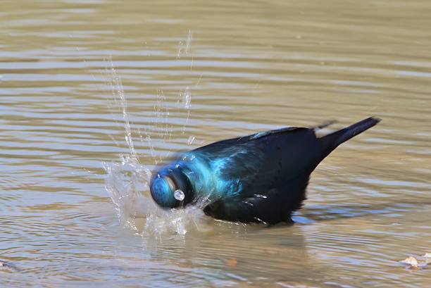 étourneau bath, wild bird-couleur flou fond de l'afrique - greater blue eared glossy starling photos et images de collection