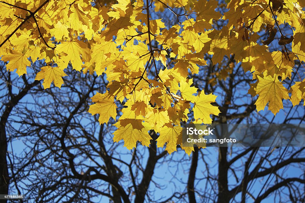 오랑주 단풍 잎 가을 - 로열티 프리 0명 스톡 사진