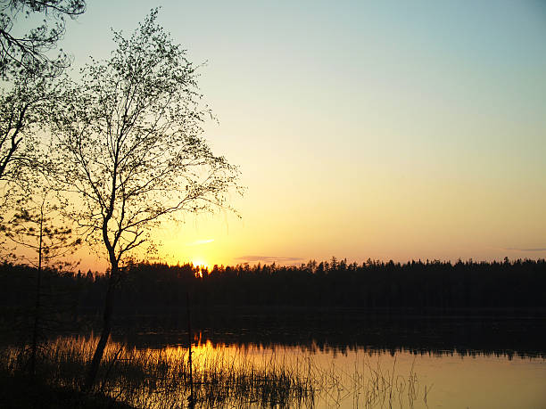 istock Decline on lake in a wood 477884469
