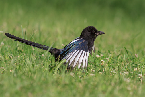 Side view of black and white Australian Magpie (Gymnorhina tibicen) with red eyes, walking on short grass looking for food