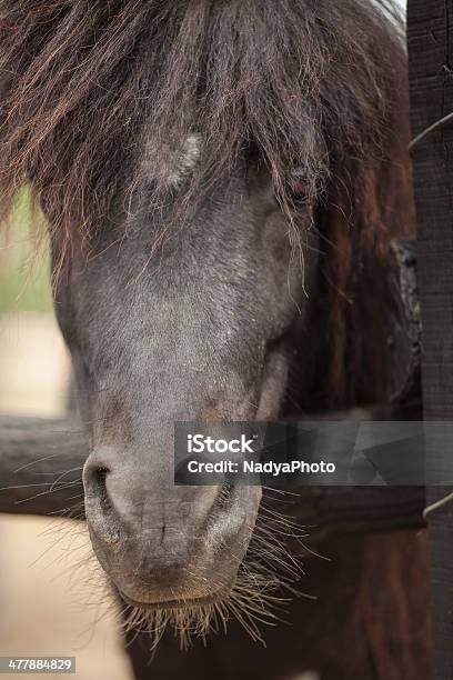 말 가축에 대한 스톡 사진 및 기타 이미지 - 가축, 갈색, 낮