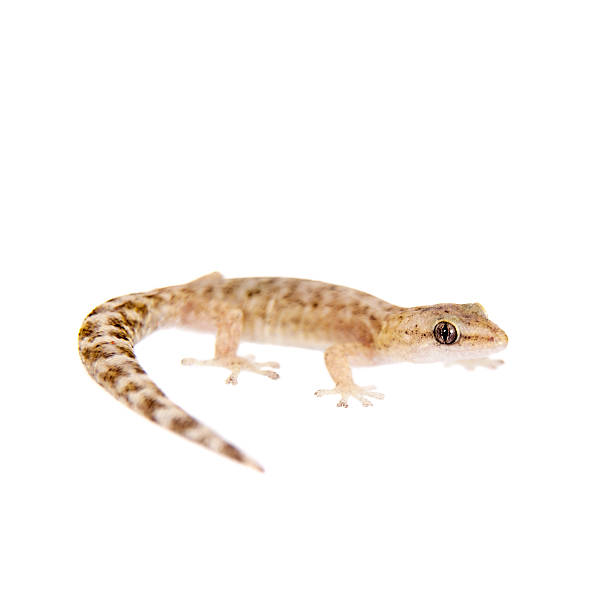 istock The marbled leaf-toed gecko on white 477884986