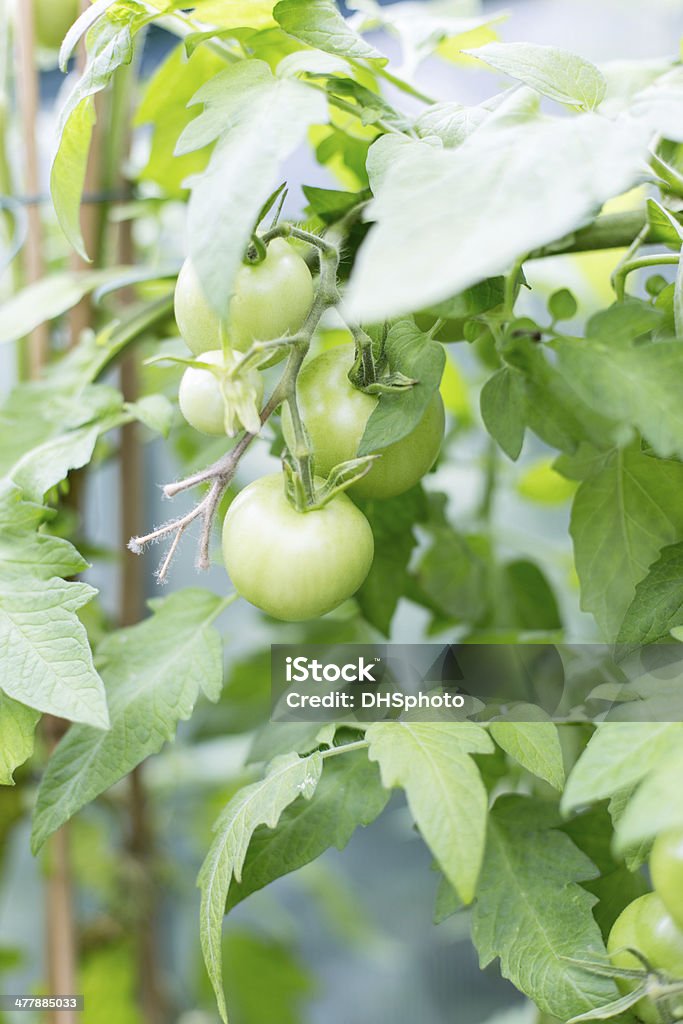 Plantas de Tomate - Royalty-free Comida Foto de stock