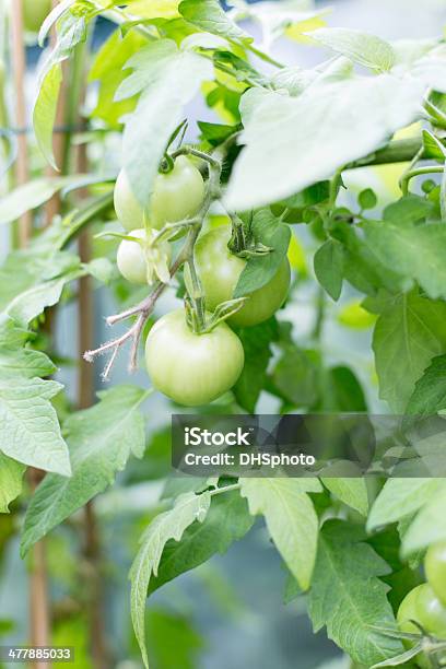 Plantas De Tomate - Fotografias de stock e mais imagens de Comida - Comida, Cor verde, Crescimento